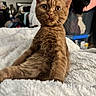 Walter Cronkite is registered to the contest to win money with this photo: animal, background_blur, cat, close_up, cozy, curious, cute, domestic, feline, fluffy_blanket, fur, ginger, household, indoor, kitten, pet, sitting, whiskers, wide_eyes, young