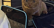 Walter Cronkite is registered to the contest to win money with this photo: animal, background_blur, brown, cat, close_up, curious, cute, domestic, ears, eyes, furniture, ginger_cat, household, indoor, kitten, looking_at_camera, pet_carrier, resting, soft_lighting, whiskers