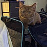animal, background_blur, brown, cat, close_up, curious, cute, domestic, ears, eyes, furniture, ginger_cat, household, indoor, kitten, looking_at_camera, pet_carrier, resting, soft_lighting, whiskers