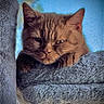 Walter Cronkite joined the competition — help win amazing prizes! animal, blue_sky, cat, closeup, cozy, cute, ears, face, feline, fluffy, fur, indoor, perch, pet, portrait, relaxed, resting, soft, texture, whiskers
