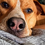 Cash joined the competition — help win amazing prizes! adorable, animal, blanket, brown_fur, close_up, dog, eyes, fabric, indoors, lying_down, nose, pet, photography, portrait, relaxed, resting, short_fur, snout, whiskers, white_markings