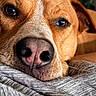adorable, animal, blanket, brown_fur, close_up, dog, eyes, fabric, indoors, lying_down, nose, pet, photography, portrait, relaxed, resting, short_fur, snout, whiskers, white_markings