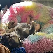 Ziggy is registered to the contest to win money with this photo: dog, lying_down, fluffy_blanket, colorful, cozy, relaxed, paws_up, sleepy, indoors, soft_light, brown_dog, toy, knitted, couch, comfort, pet, animal, resting, furry, home