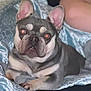 Ziggy joined the competition — help win amazing prizes! dog, french_bulldog, pet, animal, canine, laying_down, blanket, indoors, closeup, ears, face, cute, fur, paw, nostrils, whiskers, snout, looking_at_camera, domestic_animal, companion
