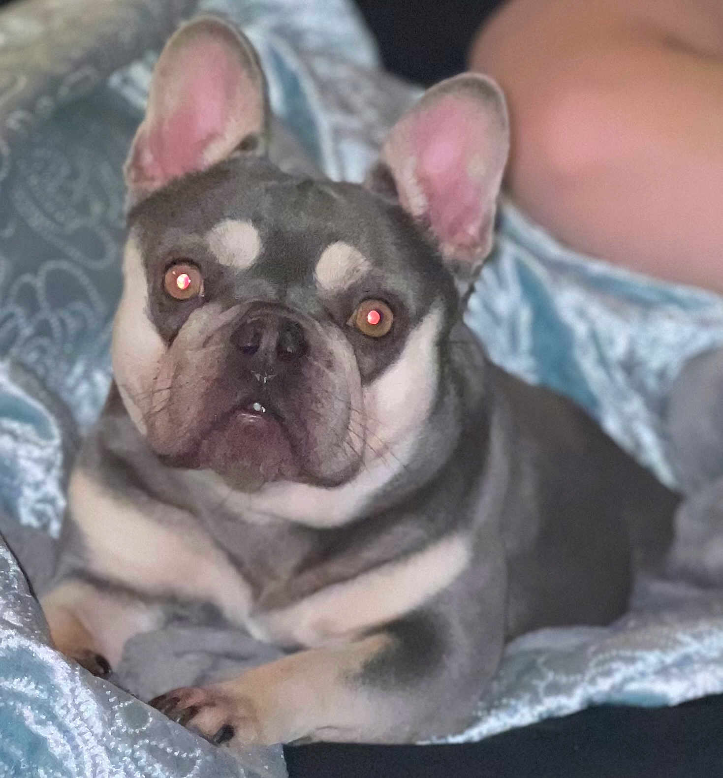 Ziggy