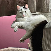 Takashi joined the competition — help win amazing prizes! cat, fluffy, white_cat, black_markings, lounging, radiator, tail, indoor, cozy, curtains, pink_wall, pet, relaxed, fur, animal, cute, domestic_cat, resting, home, feline