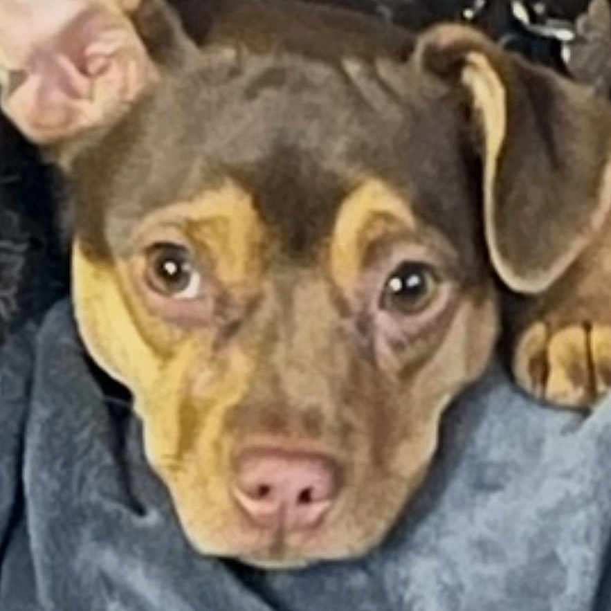 Fifi