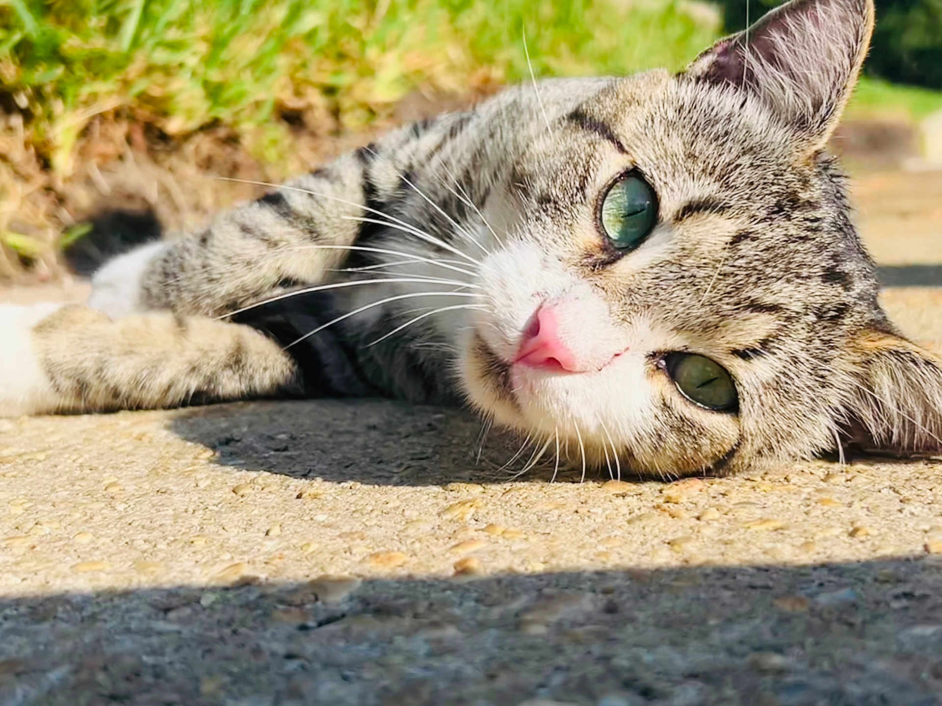 Spazzy joined the competition — help win amazing prizes! cat, tabby, green_eyes, pink_nose, whiskers, close_up, outdoor, sunlight, concrete, grass, relaxed, animal, pet, feline, cute, lying_down, nature, daylight, soft_fur, portrait