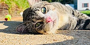 Spazzy is registered to the contest to win money with this photo: cat, tabby_cat, close_up, outdoor, sunlight, concrete, relaxed, lying_down, greenery, building, window, whiskers, pink_nose, fur, daylight, nature, animal, pet, focus, shallow_depth_of_field