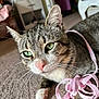 Spazzy is registered to the contest to win money with this photo: cat, tabby, green_eyes, pink_ribbon, carpet, indoor, pet, whiskers, close_up, paw, feline, playful, domestic_animal, fur, animal, cute, resting, curious, household, relaxed