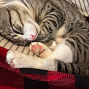 Spazzy joined the competition — help win amazing prizes! cat, tabby_cat, sleeping, paw, pink_paw, striped_fur, curled_up, blanket, checkered_blanket, cushion, striped_cushion, indoor, cozy, pet, animal, feline, resting, cute, soft, relaxed