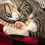 cat, tabby_cat, sleeping, paw, pink_paw, striped_fur, curled_up, blanket, checkered_blanket, cushion, striped_cushion, indoor, cozy, pet, animal, feline, resting, cute, soft, relaxed