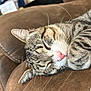 Spazzy is registered to the contest to win money with this photo: cat, tabby, sleeping, couch, brown, fur, whiskers, pink_nose, close_up, indoor, pet, resting, cozy, animal, paw, soft, feline, relaxed, cute, domestic
