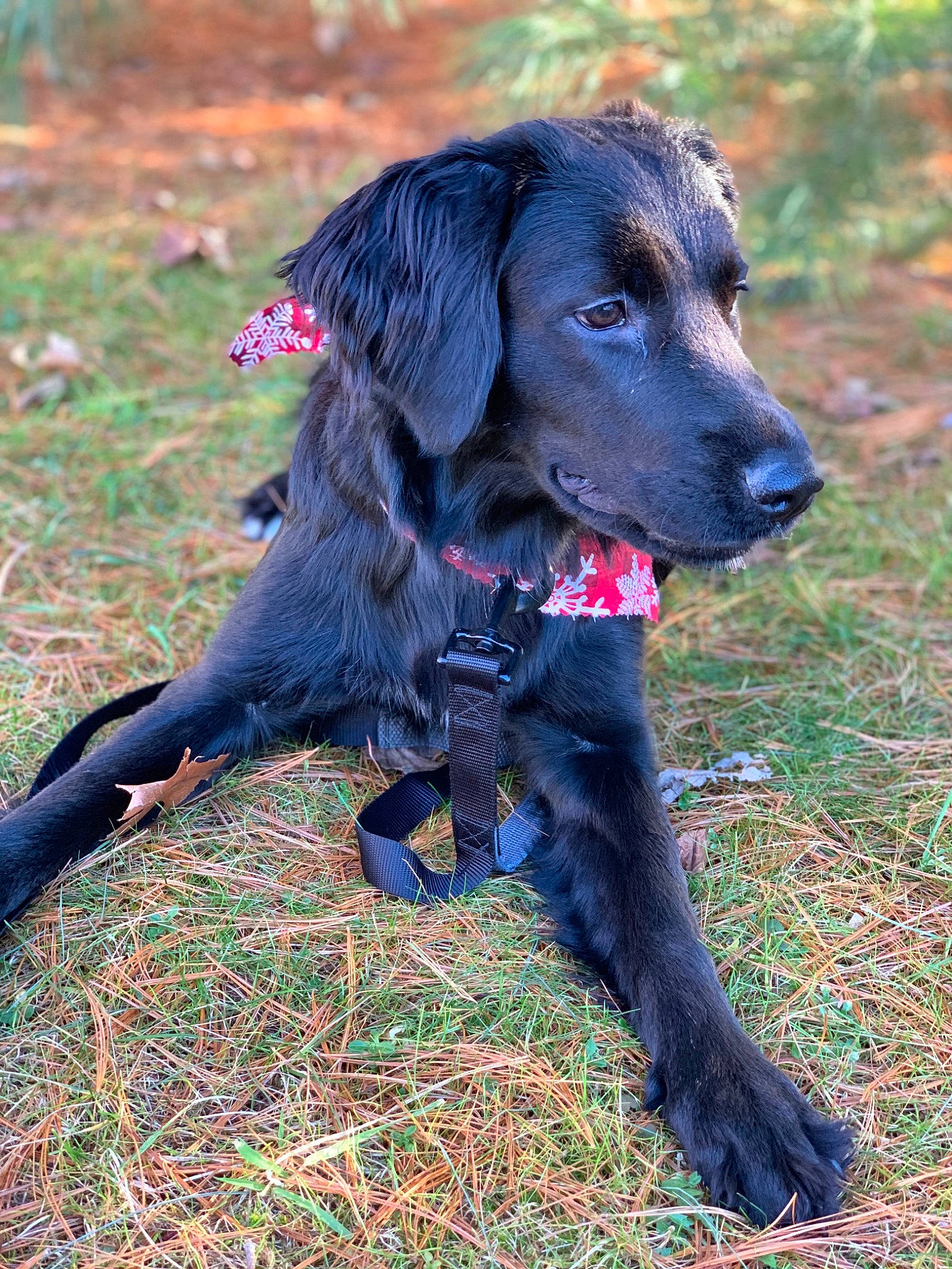 Kira joined the competition — help win amazing prizes! canidae, carnivore, companion_dog, dog, dog_breed, flat_coated_retriever, german_spaniel, hunting_dog, labrador_retriever, mammal, retriever, spaniel, sporting_group, vertebrate