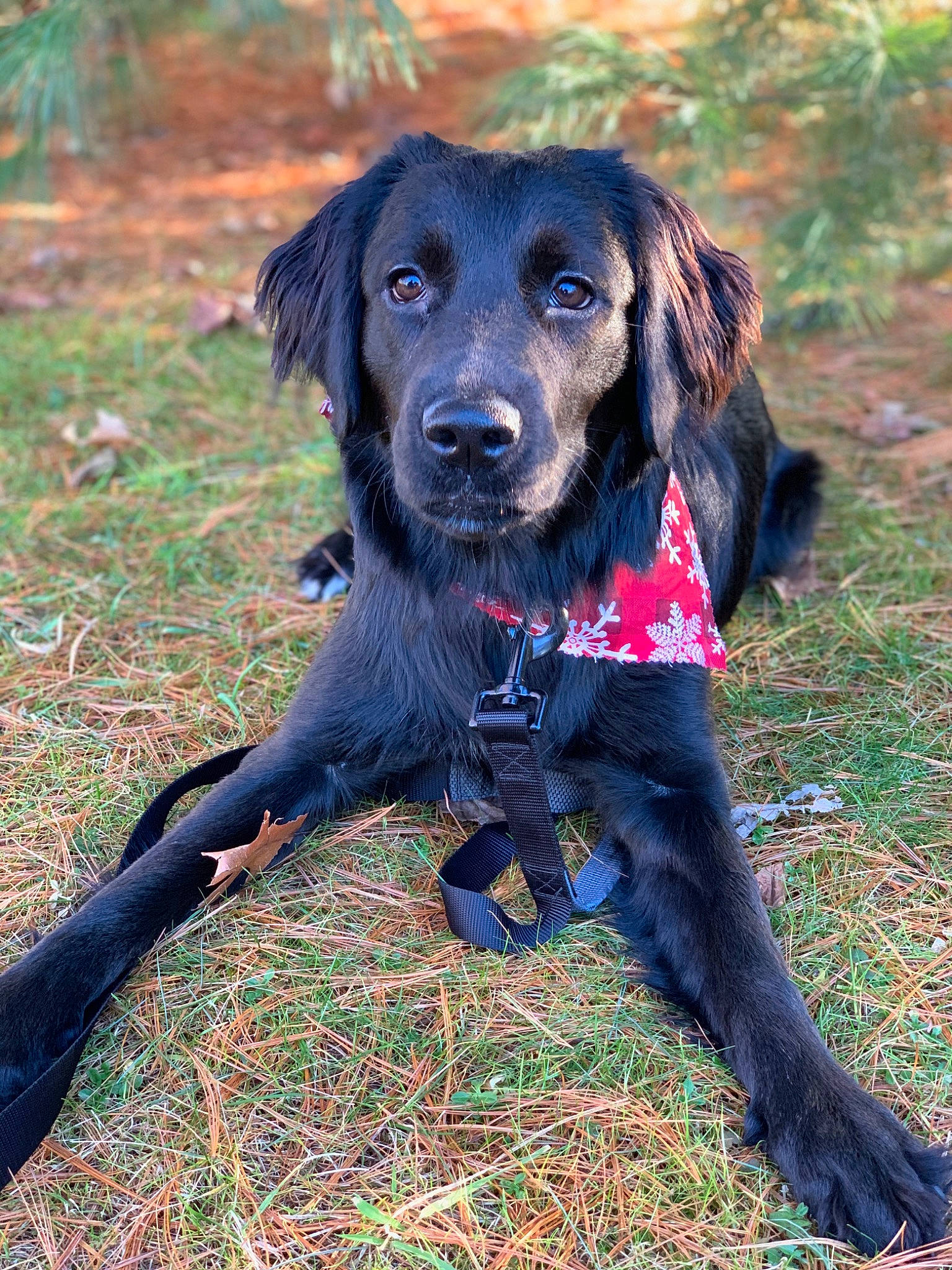 Kira joined the competition — help win amazing prizes! canidae, carnivore, companion_dog, dog, dog_breed, flat_coated_retriever, german_longhaired_pointer, german_spaniel, hunting_dog, labrador_retriever, mammal, retriever, sporting_group, vertebrate