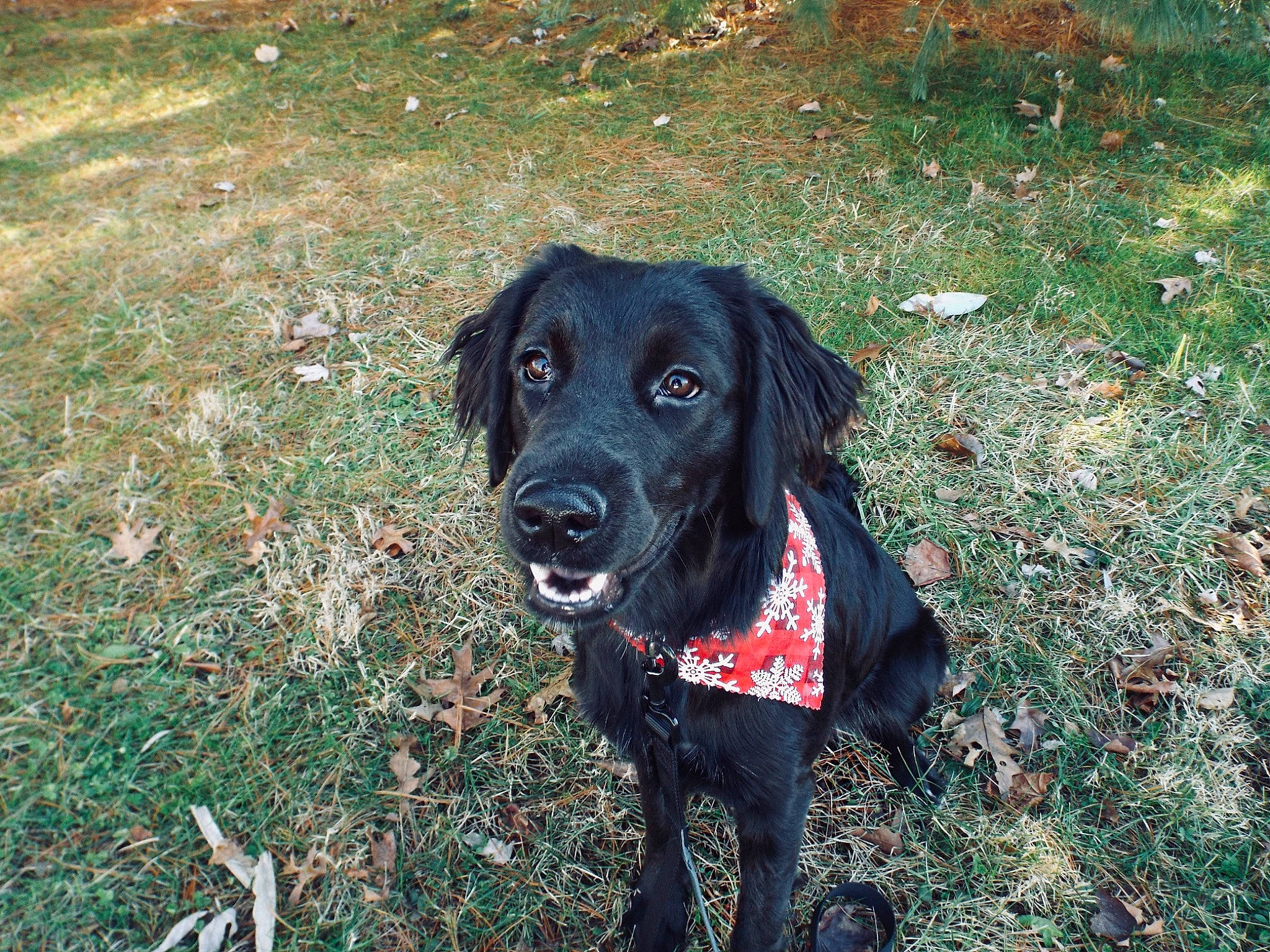 Kira joined the competition — help win amazing prizes! beagador, borador, canidae, carnivore, companion_dog, dog, dog_breed, flat_coated_retriever, grass, hunting_dog, labrador_retriever, mammal, patterdale_terrier, plant, pointing_breed, rare_breed_dog, retriever, snout, sporting_group, vertebrate