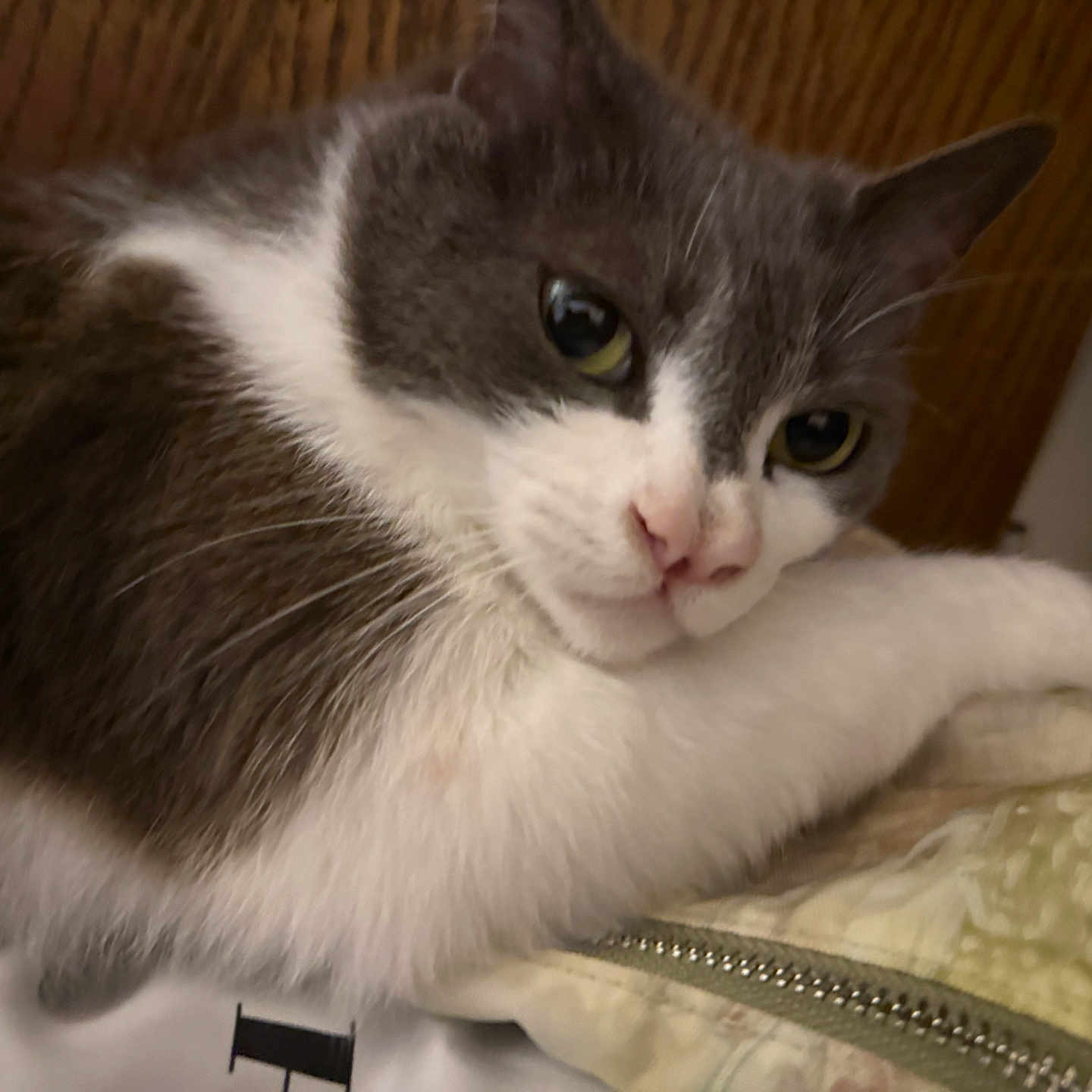 Midnight joined the competition — help win amazing prizes! animal, cat, closeup, cushion, cute, domestic, fabric, face, feline, fur, gray, indoor, paw, pet, relaxed, resting, sleepy, soft, whiskers, white