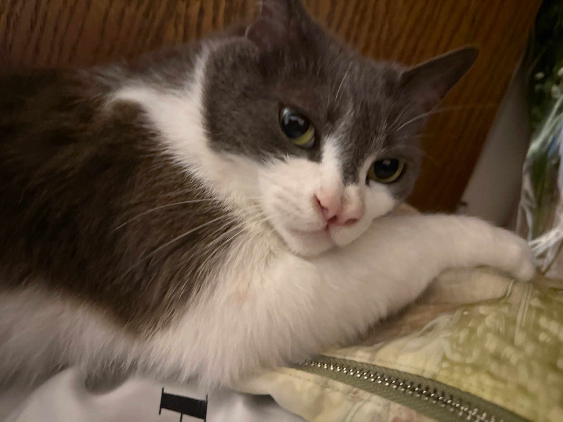 Midnight joined the competition — help win amazing prizes! animal, cat, closeup, cushion, cute, domestic, fabric, face, feline, fur, gray, indoor, paw, pet, relaxed, resting, sleepy, soft, whiskers, white