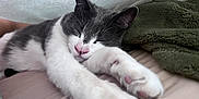 Midnight joined the competition — help win amazing prizes! animal, blanket, cat, close_up, cozy, cute, domestic_cat, fur, gray_and_white, indoor, nap, paw, pet, pink_paw_pads, relaxed, resting, sleeping, soft, stretched_out, whiskers