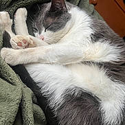 Midnight is registered to the contest to win money with this photo: animal, blanket, cat, close_up, cozy, curled_up, cute, domestic_animal, feline, fur, gray_and_white, indoor, paws, peaceful, pet, relaxation, rest, sleeping, soft, whiskers