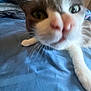 Midnight is registered to the contest to win money with this photo: animal, bed, blurry, cat, close_up, curious, cute, eyes, fabric, feline, grey, indoor, nose, paw, pet, resting, sniffing, soft, whiskers, white