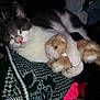 Midnight is registered to the contest to win money with this photo: animal, blanket, bunny, cat, claws, cozy, cute, domestic_cat, fur, gray_and_white, green_eyes, indoor, lying_down, patterned, pet, pink_nose, plush_toy, relaxed, soft_toy, whiskers
