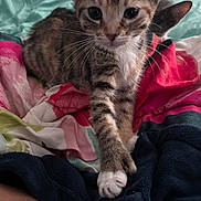 Tigger is registered to the contest to win money with this photo: animal, bed, blanket, cat, colorful, companion, curious, cute, ears, feline, fur, indoor, kitten, paw, pet, resting, soft, tabby, whiskers, young