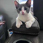 Lucky joined the competition — help win amazing prizes! animal, armrest, cat, close_up, cozy, cup_holder, curious, ears, eyes, feline, gray_and_white, home, indoor, kitten, leather, pet, sitting, whiskers, window, young