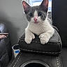 animal, armrest, cat, close_up, cozy, cup_holder, curious, ears, eyes, feline, gray_and_white, home, indoor, kitten, leather, pet, sitting, whiskers, window, young
