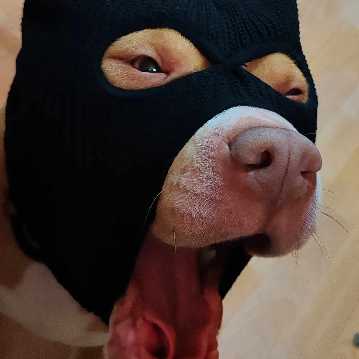 Barlou participe au concours pour gagner de l'argent avec cette photo : animal, black_mask, canine, close_up, cute, dog, domestic_animal, eyes, floor, funny, indoor, knit_mask, mask, mouth_open, nose, pet, portrait, whiskers, wooden_floor, yawning
