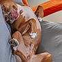 Barlou participe au concours pour gagner de l'argent avec cette photo : animal, box, brown_dog, canine, couch, dog, domestic_animal, fur, grey_couch, home_interior, indoor, laying_down, nap, orange_chair, paw, pet, relaxed, resting, sleeping, white_spots