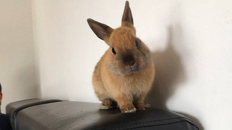 Widow participe au concours pour gagner de l'argent avec cette photo : domestic_rabbit, ear, fawn, hare, mammal, rabbit, rabbits_and_hares, skin, snout, vertebrate, whiskers, wood_rabbit