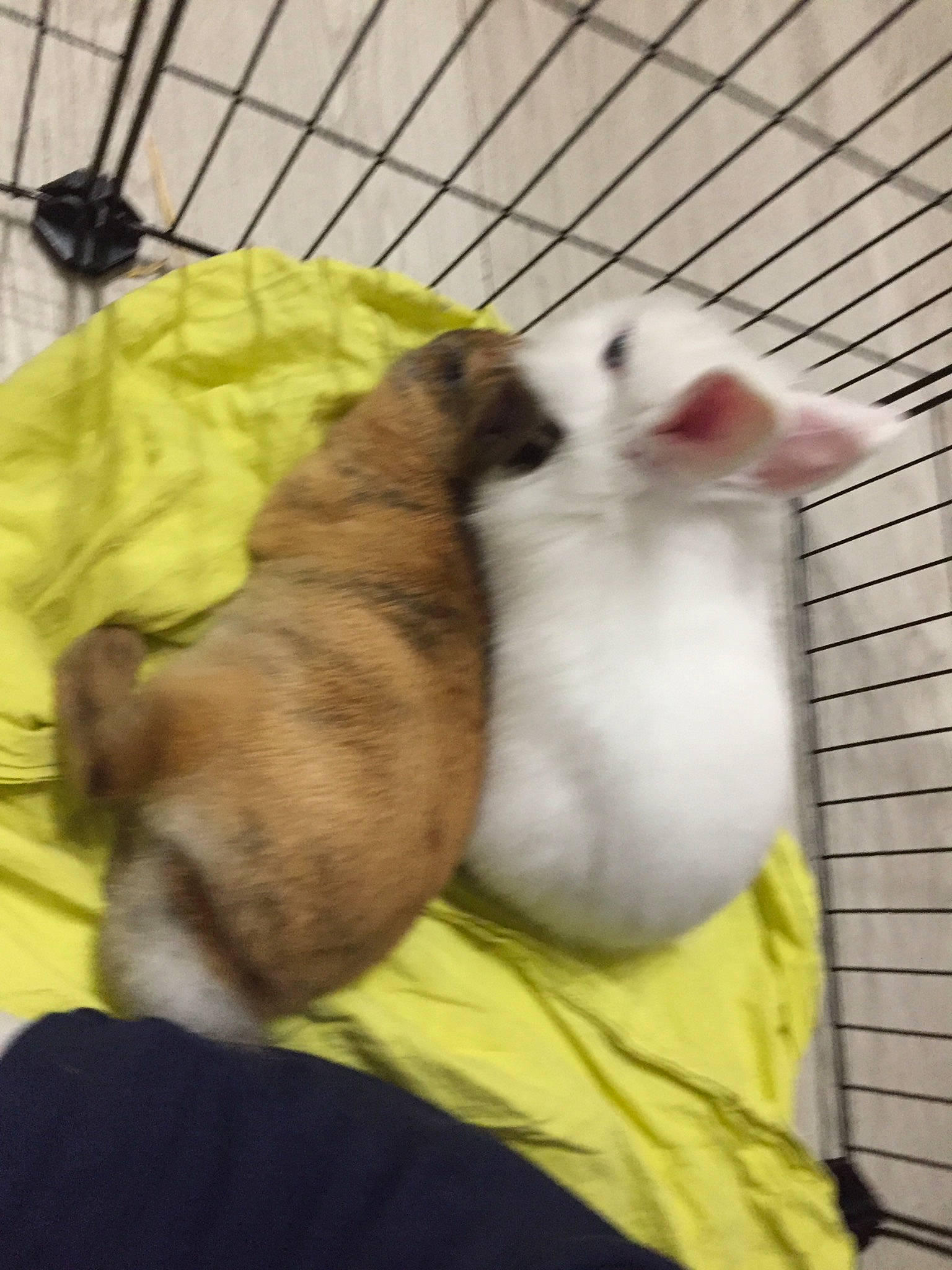 Widow participe au concours pour gagner de l'argent avec cette photo : animal_shelter, canidae, dog_breed, fawn, hamster, puppy, rodent, shih_tzu