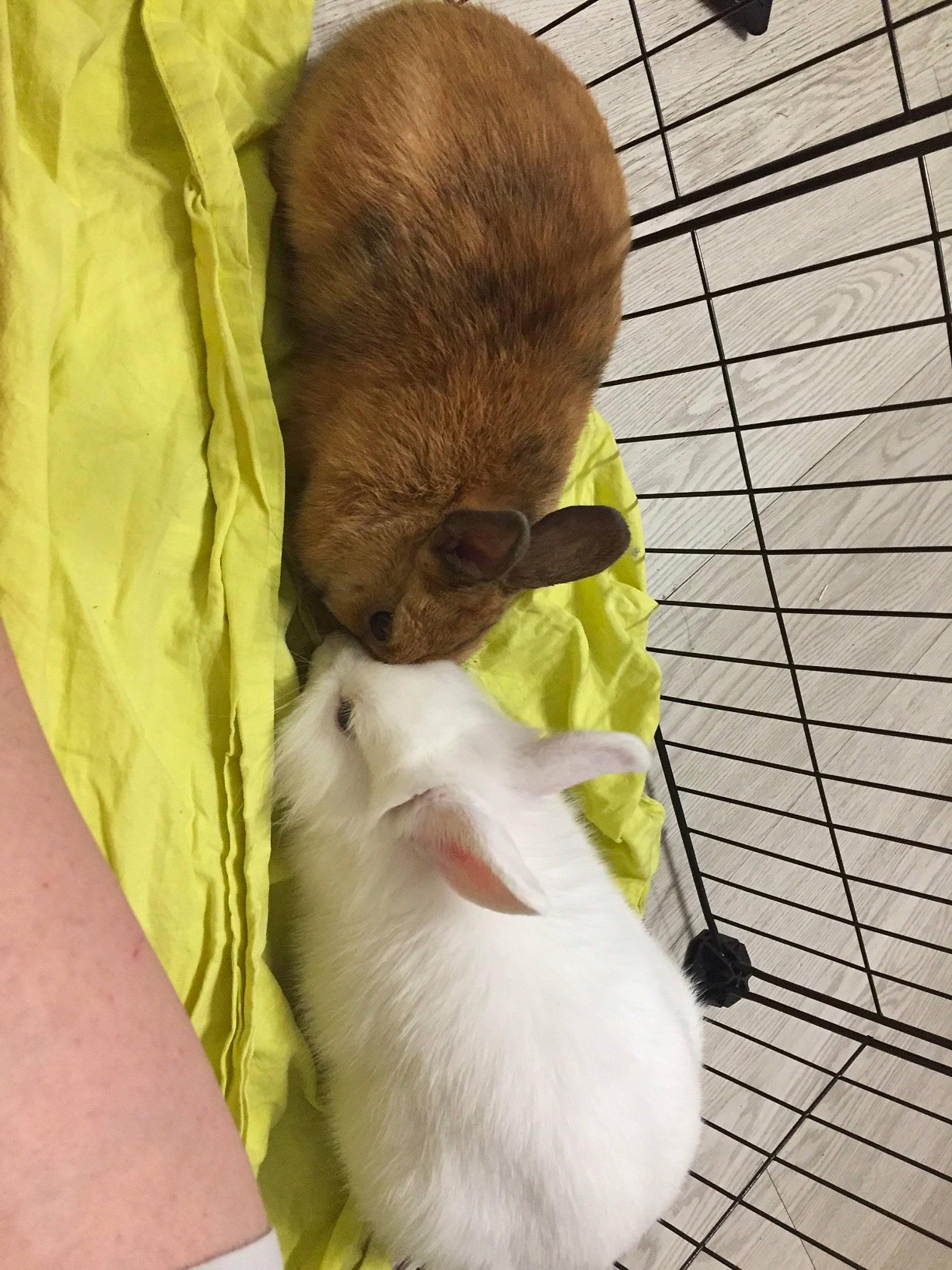 Widow participe au concours pour gagner de l'argent avec cette photo : companion_dog, fawn, hamster, mouse, muridae, muroidea, rat, rodent, snout, tail