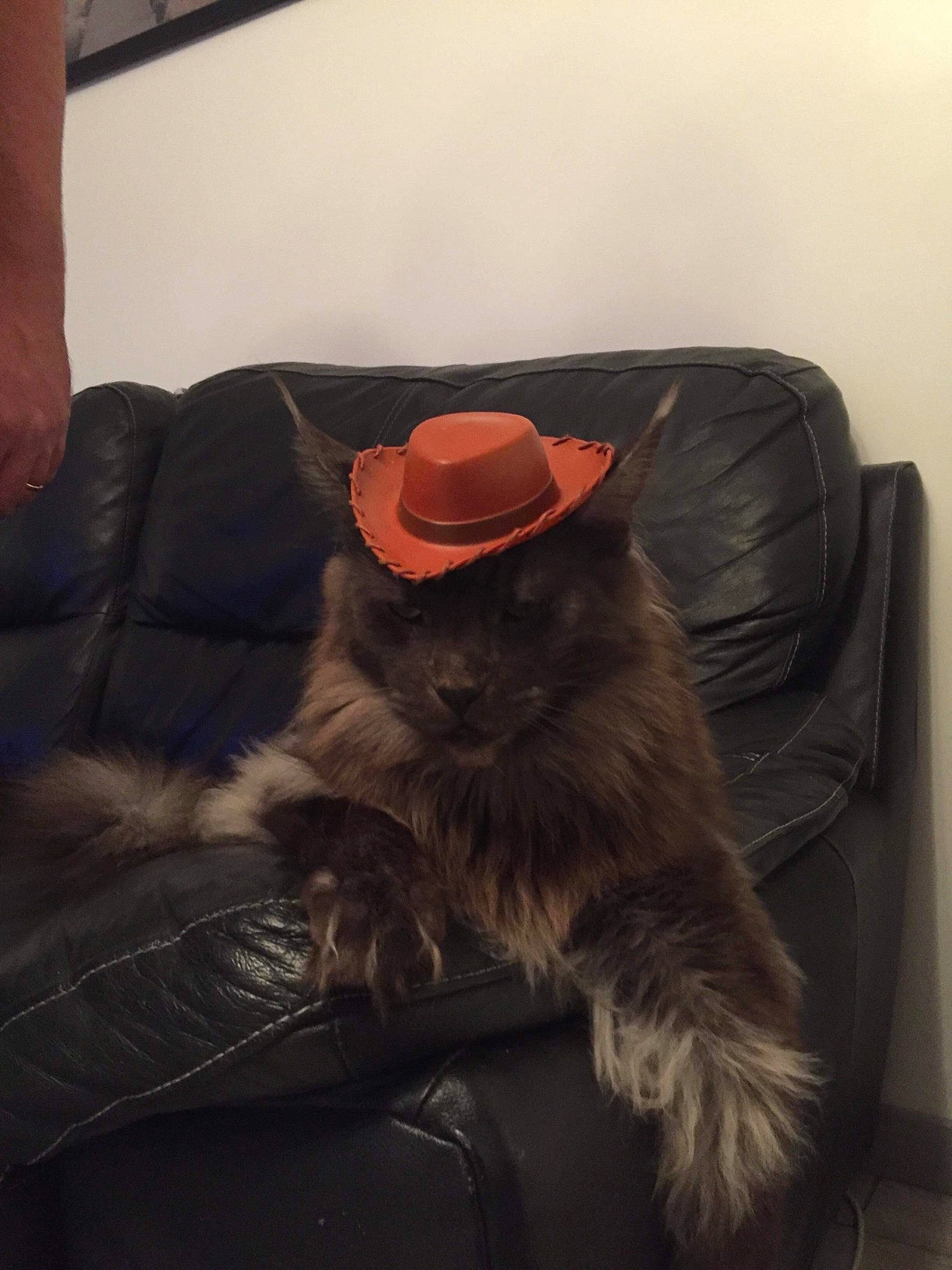 Le Hulk a rejoint le concours — aidez-le/la à gagner de superbes lots ! canidae, carnivore, cat, felidae, fur, hat, headgear, sitting, small_to_medium_sized_cats, whiskers