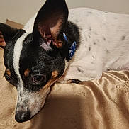 Wishbone is registered to the contest to win money with this photo: dog, pet, lying_down, close_up, black_and_white, ears, fur, collar, bed, blanket, indoor, resting, cute, animal, mammal, canine, portrait, sleepy, soft, cozy