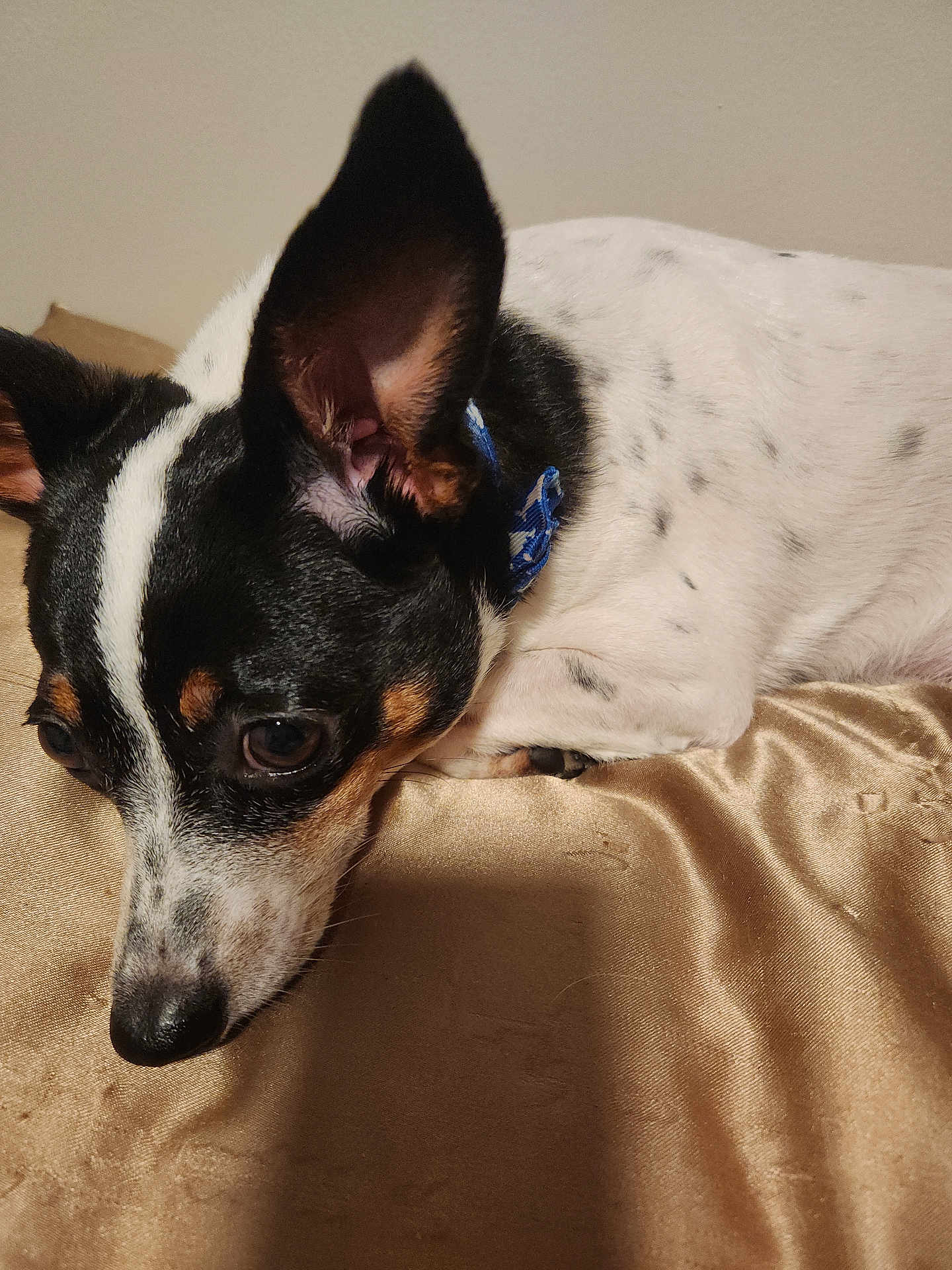 Wishbone is registered to the contest to win money with this photo: dog, pet, lying_down, close_up, black_and_white, ears, fur, collar, bed, blanket, indoor, resting, cute, animal, mammal, canine, portrait, sleepy, soft, cozy