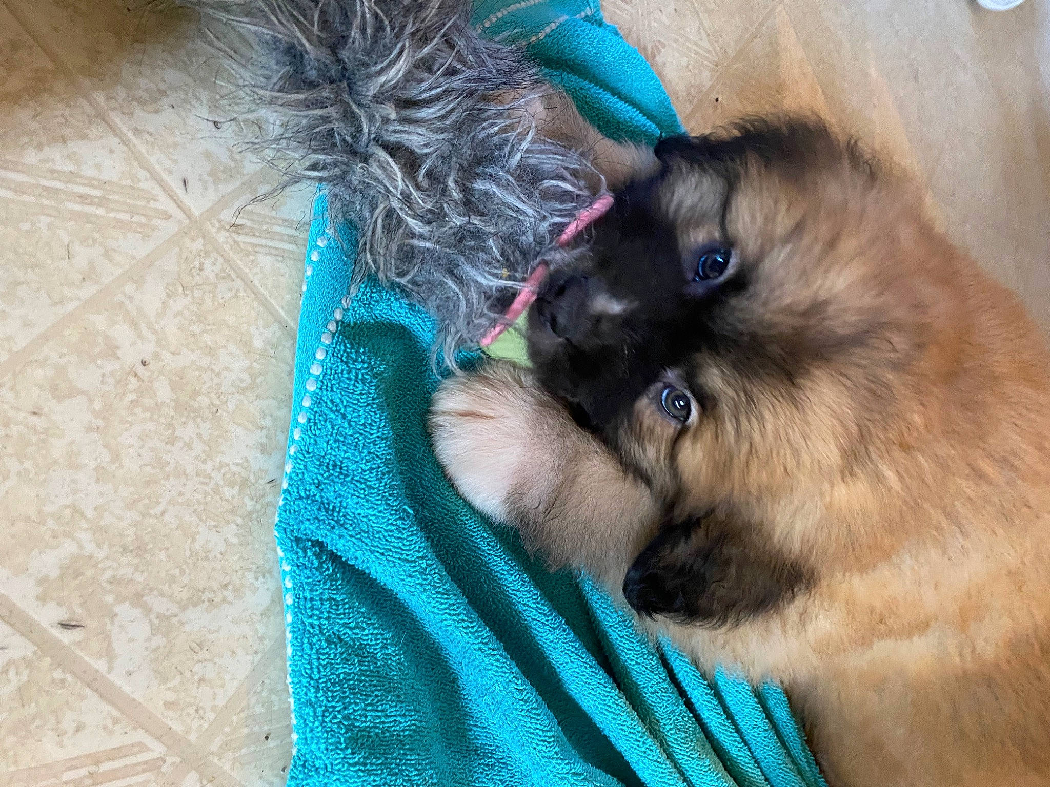 Chewy joined the competition — help win amazing prizes! balinese, birman, blue, carnivore, cat, companion_dog, dog_breed, electric_blue, fawn, felidae, fur, iris, liver, siamese, small_to_medium_sized_cats, snout, tail, thai, vertebrate, whiskers