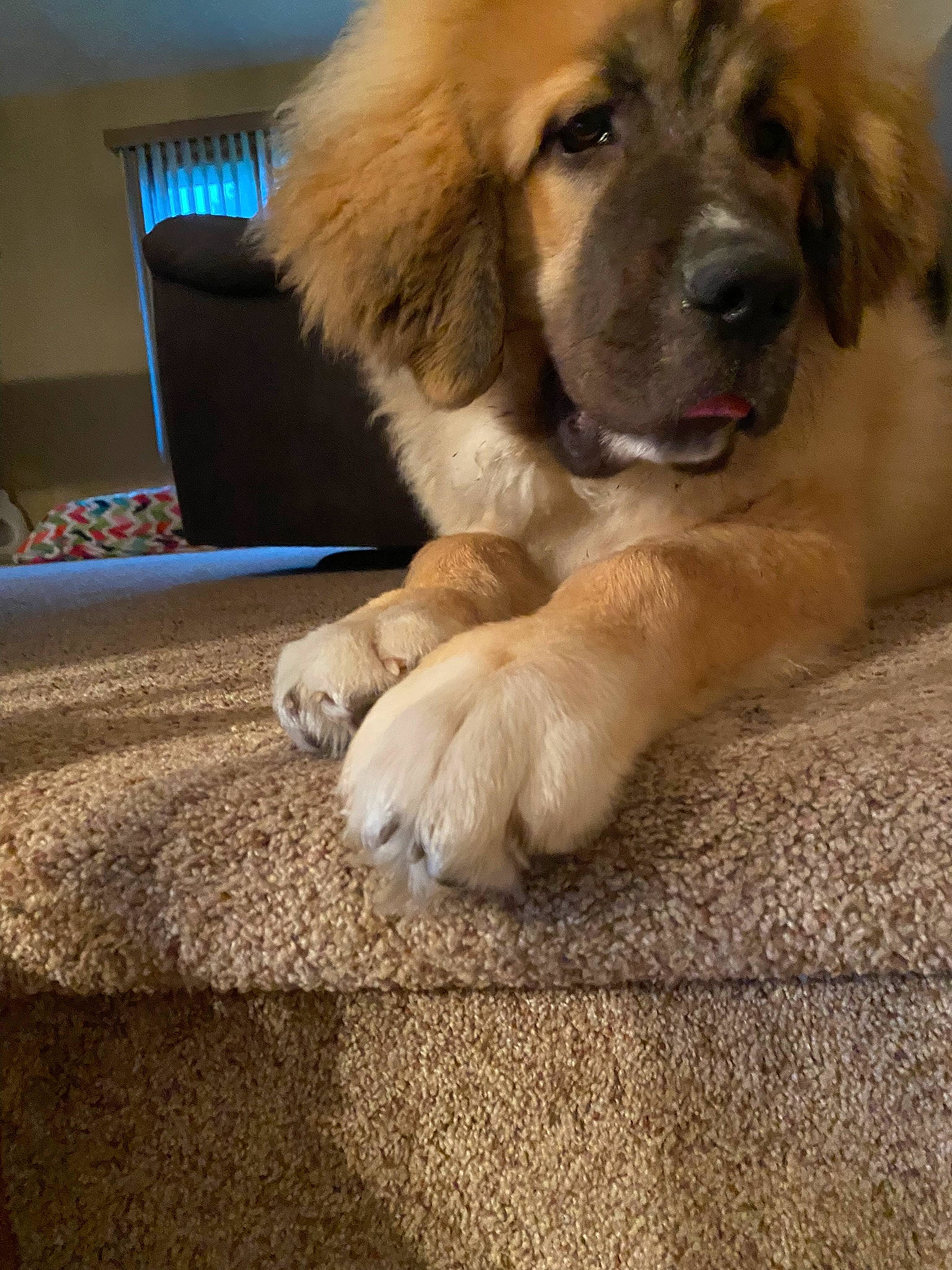 Chewy joined the competition — help win amazing prizes! ancient_dog_breeds, canidae, carnivore, companion_dog, dog, dog_breed, fawn, flooring, fur, snout, sporting_group, terrestrial_animal, tibetan_mastiff, whiskers, working_dog