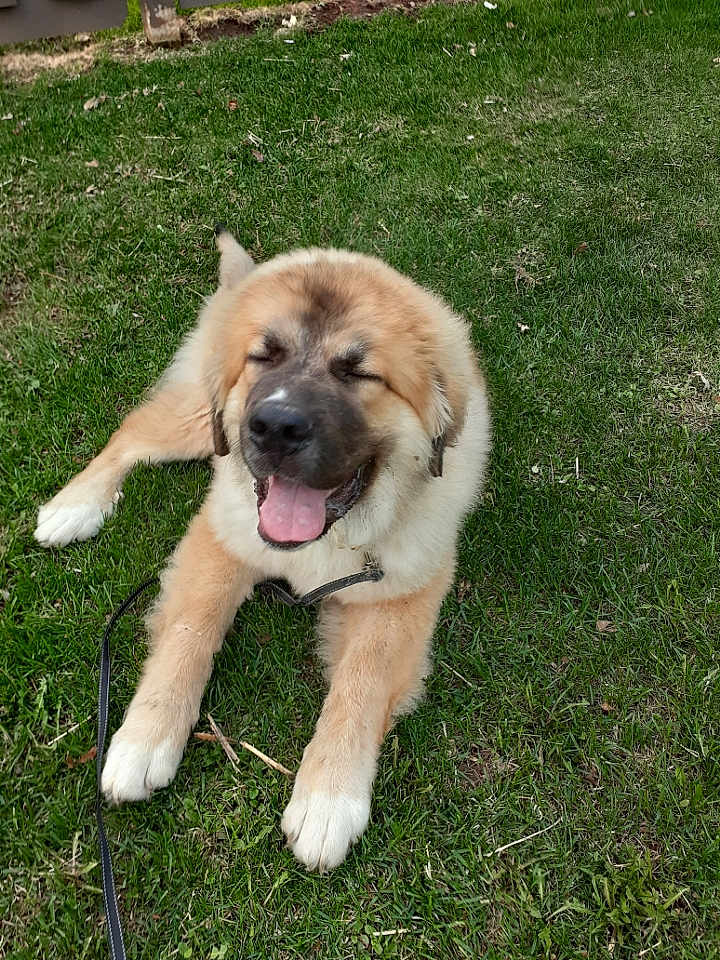 Chewy