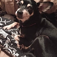 Sally joined the competition — help win amazing prizes! dog, small_dog, black_and_white, ears, pet, indoor, couch, blanket, resting, curled_up, animal, companion, cozy, fur, looking, cute, domestic, relaxed, home, canine