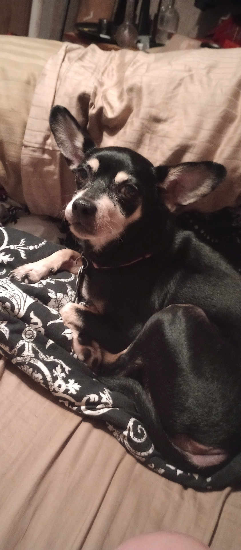 Sally joined the competition — help win amazing prizes! dog, small_dog, black_and_white, ears, pet, indoor, couch, blanket, resting, curled_up, animal, companion, cozy, fur, looking, cute, domestic, relaxed, home, canine