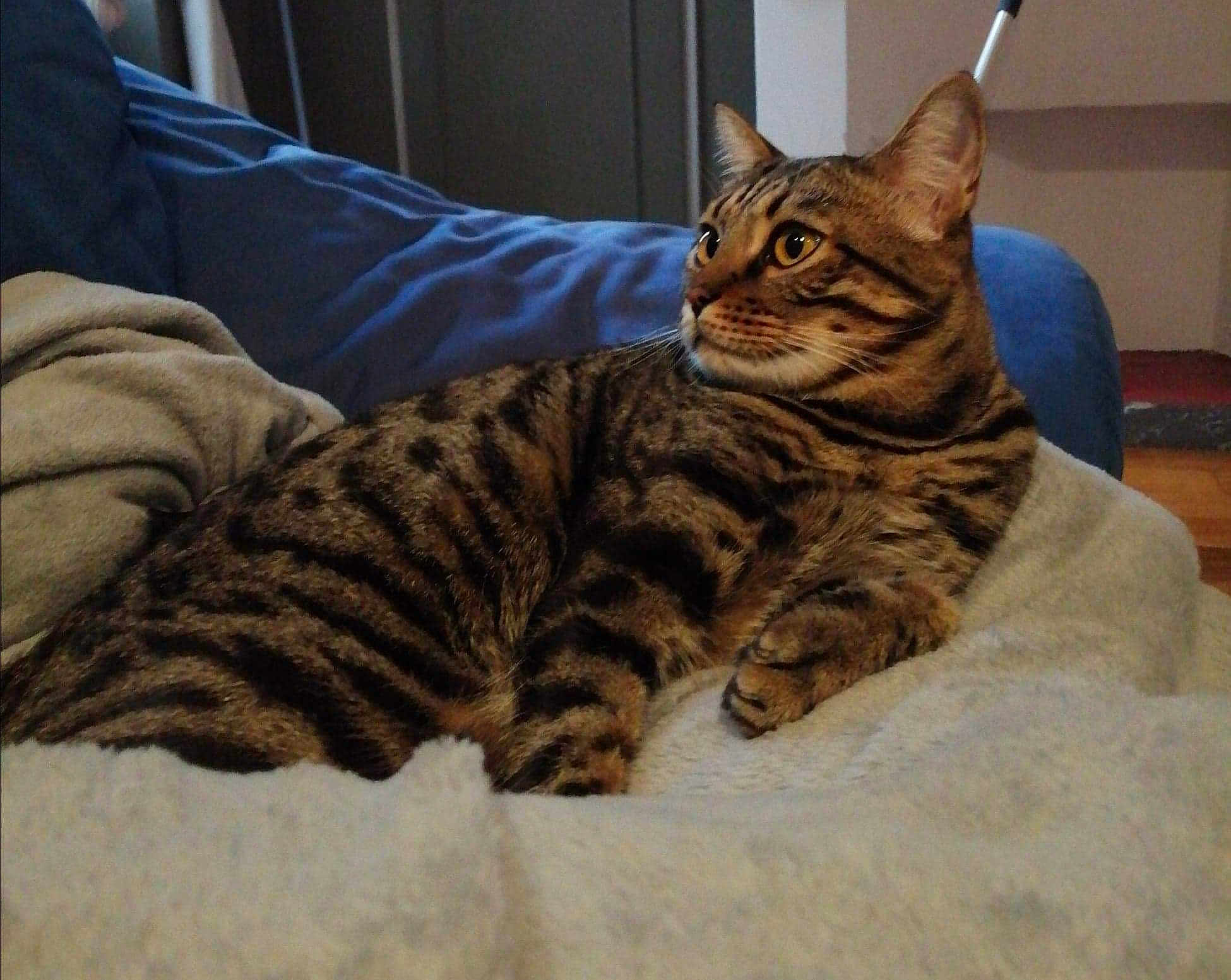 Loki
