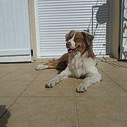 Akira a rejoint le concours — aidez-le/la à gagner de superbes lots ! dog, brown_and_white, lying_down, patio, tiles, sunlight, shadow, outdoor, relaxed, happy, pet, animal, fence, door, house, daylight, canine, fur, ears, tongue