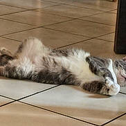 Calin participe au concours pour gagner de l'argent avec cette photo : animal, cat, cute, domestic_cat, floor_tiles, fur, gray_cat, home, indoor, lying_down, mammal, paws, pet, relaxed, resting, sleepy, tile_floor, whiskers, white_fur, wooden_table