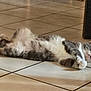 animal, cat, cute, domestic_cat, floor_tiles, fur, gray_cat, home, indoor, lying_down, mammal, paws, pet, relaxed, resting, sleepy, tile_floor, whiskers, white_fur, wooden_table