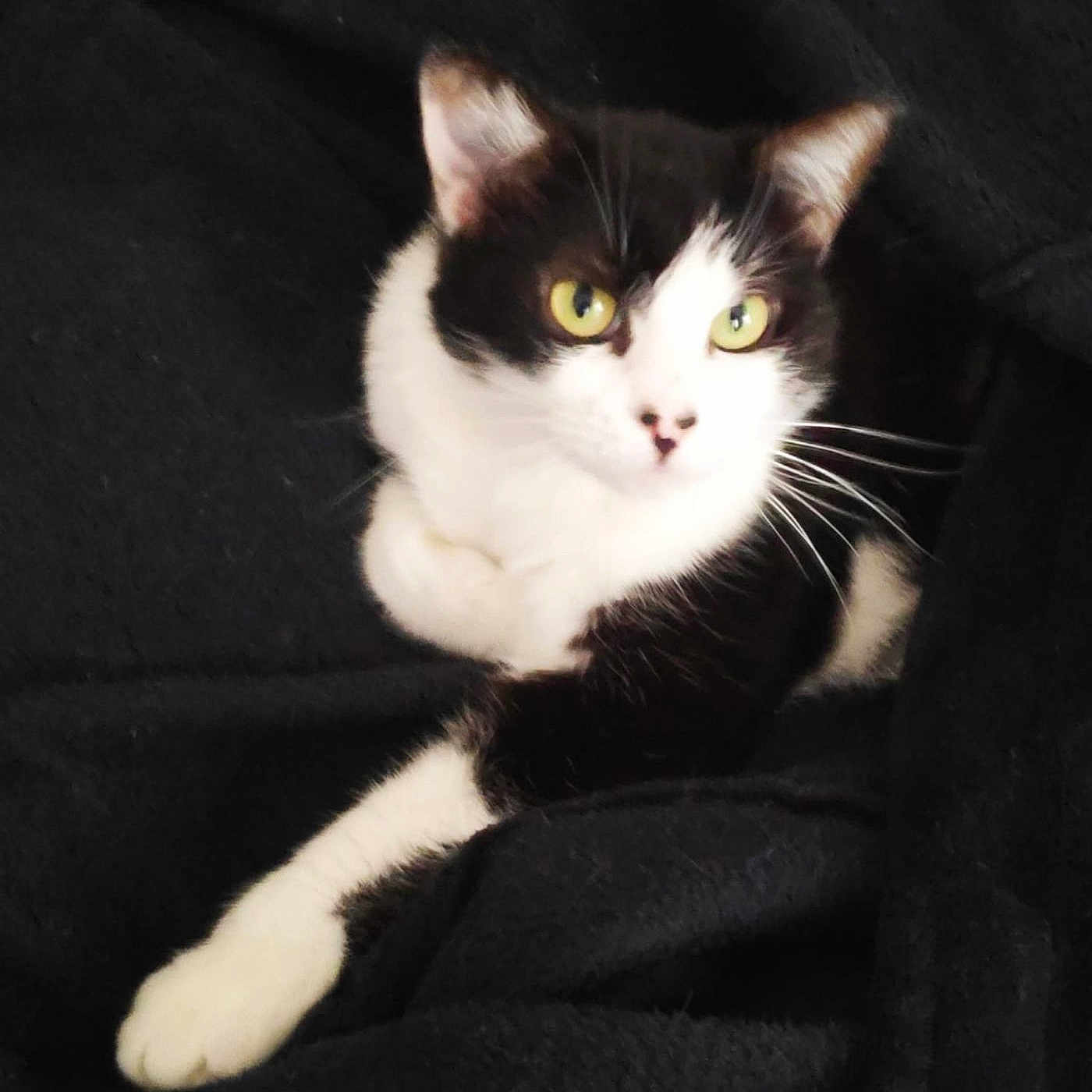 Myrtille
