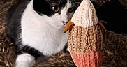 Myrtille a rejoint le concours — aidez-le/la à gagner de superbes lots ! animal, art, cat, couch, cream, cushion, dessert, food, foodpresentation, furniture, grain, handicraft, homedecor, icecream, kitten, pet, produce, seed, softserveicecream, sundae