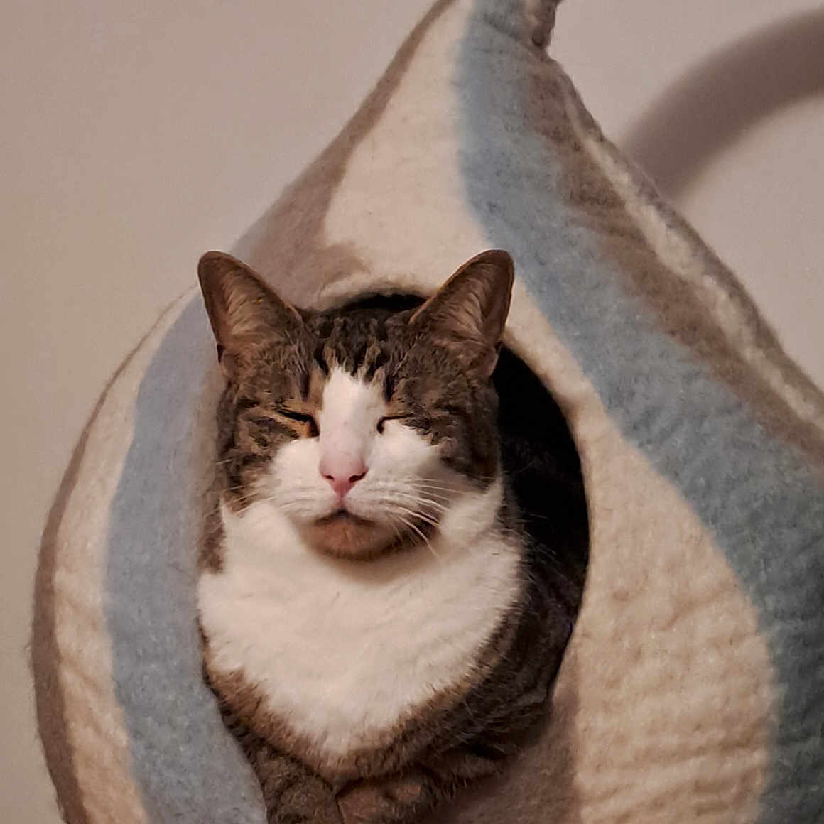 Twinkle a rejoint le concours — aidez-le/la à gagner de superbes lots ! abyssinian, accessories, animal, bag, basket, blanket, cat, furniture, handbag, hardwood, homedecor, kitten, manx, person, pet, purse, sleeping, strap, totebag, wood