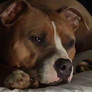 Jada is registered to the contest to win money with this photo: dog, brown, white, resting, sleepy, close_up, paw, nose, ear, pet, indoor, soft, relaxed, animal, face, fur, cute, companion, comfort, cozy